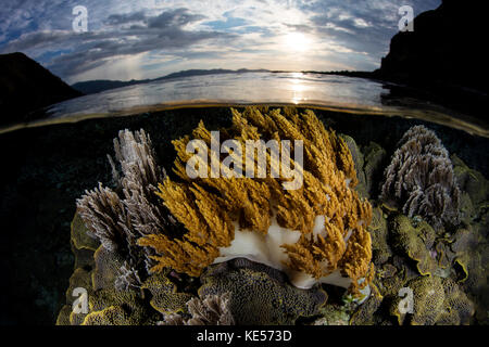 Im Komodo-Nationalpark in Indonesien wächst eine wunderschöne Korallenreihe im flachen Wasser. Stockfoto