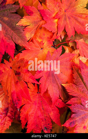 Japanischer Ahorn Acer Japonicum Vitifolium Blätter im Herbst Stockfoto