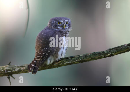 Eurasischen Sperlingskauz (glaucidium passerinum) sitzt auf einem Ast, Siegerland, Nordrhein - Westfalen, Deutschland Stockfoto