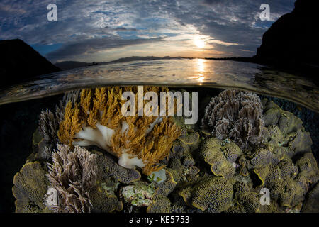 Im Komodo-Nationalpark in Indonesien wächst eine wunderschöne Korallenreihe im flachen Wasser. Stockfoto