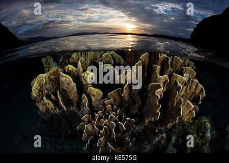 Im Komodo-Nationalpark in Indonesien wächst eine wunderschöne Korallenreihe im flachen Wasser. Stockfoto