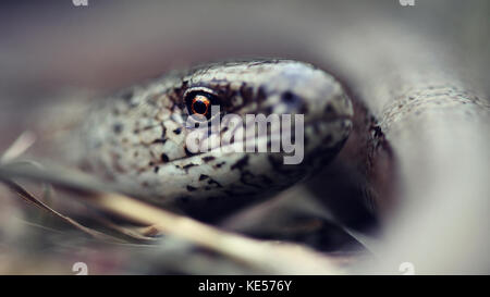 Männliche langsam Wurm in das trockene Gras Aalen in unserem lokalen Nature Reserve in Kent. Stockfoto