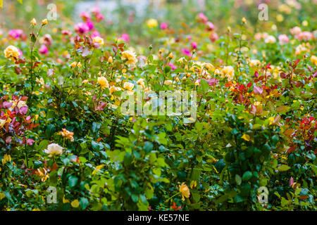 Nasse rosa Blüten in einem Park Rosenkranz an einem regnerischen Herbsttag Stockfoto