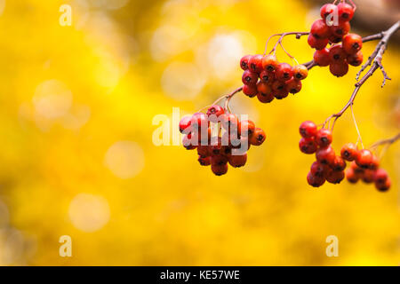 Vier Cluster oder Bündeln von Red hawthorn Beeren auf einem Zweig des Bush gegen gelbe Laub im goldenen Herbst Jahreszeit. positive Sicht, warme Farben, frei Stockfoto