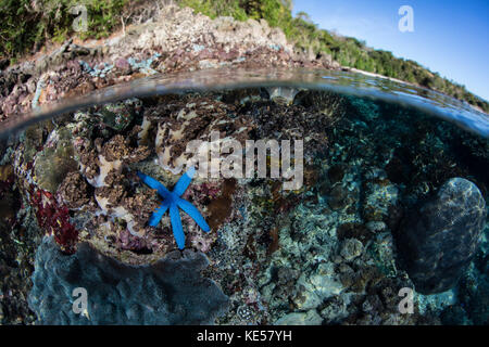 Ein Blauer Seestern klammert sich an einem flachen Korallenriff der Kleine Sunda Inseln von Indonesien. Stockfoto