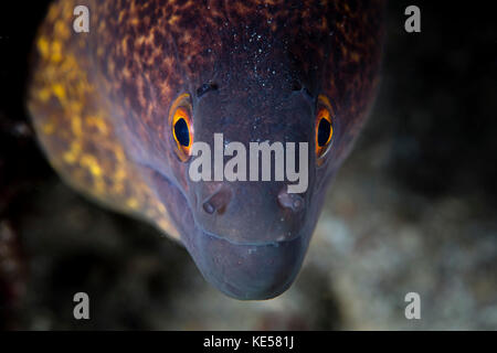 Ein gelber Muränen am Rand sucht auf einem Riff im Komodo-Nationalpark nach Beute. Stockfoto
