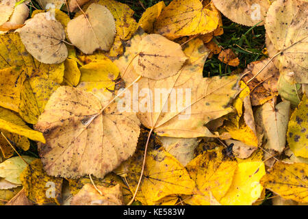 Gelbe Laub auf das grüne Gras. Goldener Herbst Szene Stockfoto
