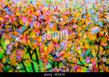 Rot, Orange, Gelb cotoneaster Blätter, grün Hintergrund. nasse Regenwetter. Farbenfrohe Goldener Herbst Szene. Stockfoto