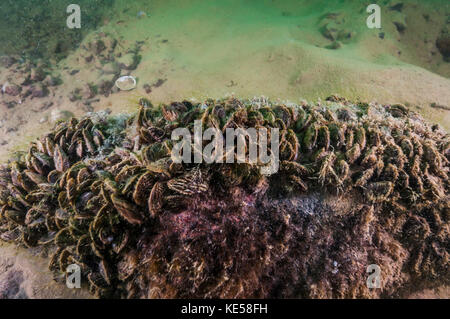 Zebra und quagga Muscheln in Lake Mead, Nevada. Stockfoto