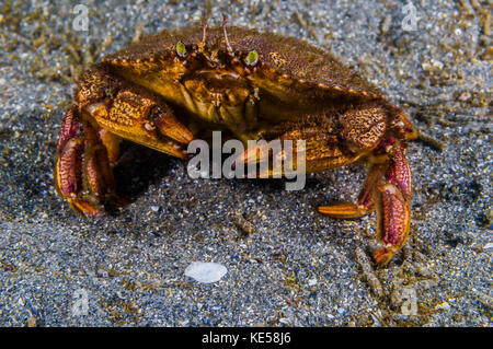 Atlantische Steinkrabbe, Maine. Stockfoto