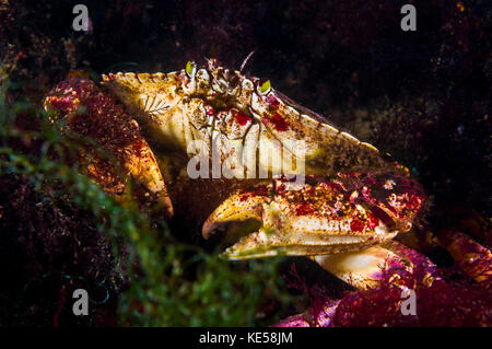 Atlantische Steinkrabbe, Maine. Stockfoto