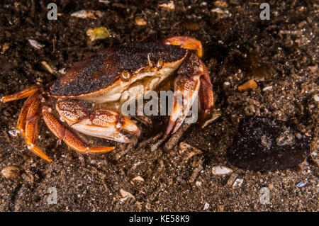 Atlantische Steinkrabbe, Maine. Stockfoto