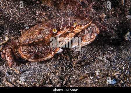 Atlantische Steinkrabbe, Maine. Stockfoto