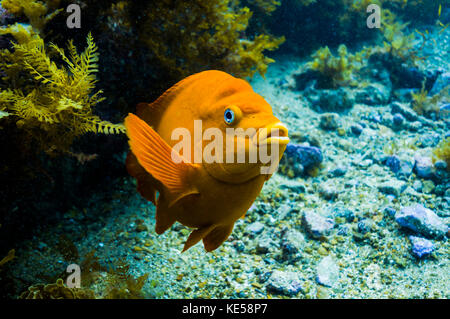 Garibaldi entspringt dem Meeresboden auf Catalina Island, Kalifornien. Stockfoto