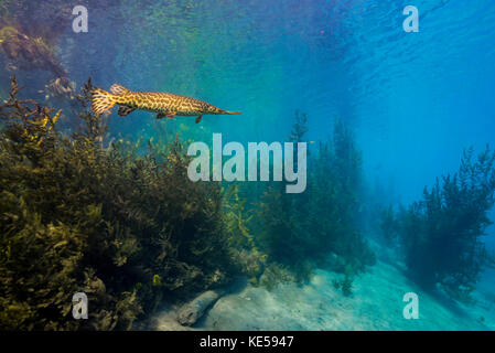 Spotted gar bewegen sich langsam an den Rändern von Spring Lake in Texas. Stockfoto