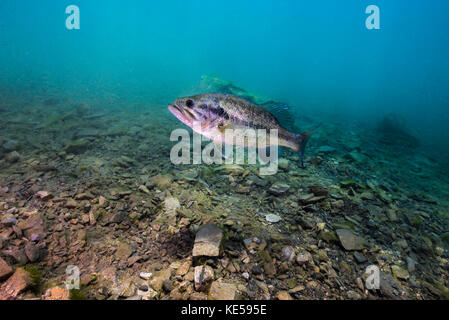 Largemouth Bass schwimmen in Dutch Springs, Pennsylvania. Stockfoto