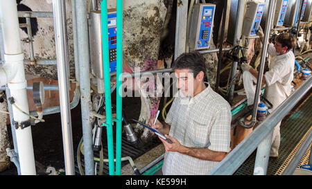 Manager und Landarbeiter an der Molkerei. Mann schreiben auf chatinhalt an Rinder Farm. Stockfoto