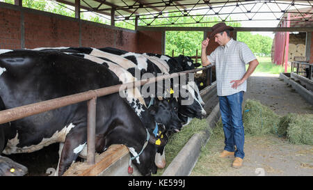 Bauer stand vor der Kühe in Dairy Farm. Porträt eines Mannes über Tiere auf dem Bauernhof. Stockfoto