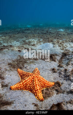 Seesterne in der Nähe der Blue Heron Bridge, West Palm Beach, Florida. Stockfoto