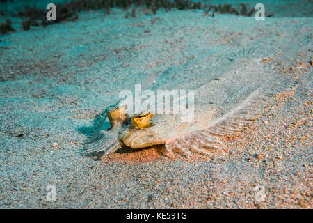 Peacock Flunder in Cane Bay in St. Croix, U.S. Virgin Islands. Stockfoto