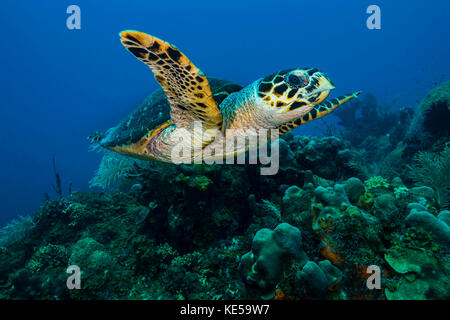 Hawksbille Meeresschildkröten schwimmen über ein Riff. Stockfoto