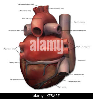 Hintere Ansicht des menschlichen Herzens Anatomie mit Anmerkungen. Stockfoto