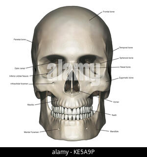 Vorderansicht des menschlichen Schädel Anatomie mit Anmerkungen. Stockfoto