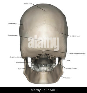 Hinteransicht der menschlichen Schädelanatomie mit Anmerkungen. Stockfoto