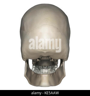 Hintere Ansicht von der menschlichen Schädel Anatomie. Stockfoto