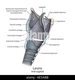 Mitte der sagittalen Kehlkopf Anatomie mit Anmerkungen. Stockfoto