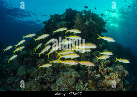 Gruppe von Gelbflossenthun Meerbarben, Mulloidichthys vanicolensis, Marsa Alam, Rotes Meer, Ägypten Stockfoto