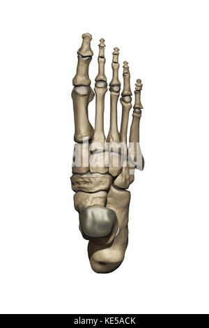 3d-Modell des Fußes mit der Darstellung der Dorsalen Knochenstrukturen. Stockfoto