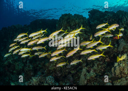 Gruppe von Gelbflossenthun Meerbarben, Mulloidichthys vanicolensis, Marsa Alam, Rotes Meer, Ägypten Stockfoto