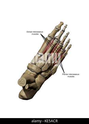 3d-Modell des Fußes mit der Darstellung der Dorsalen tiefen Muskeln und Knochen- strukturen. Stockfoto