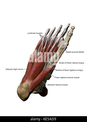 3d-Modell des Fußes Darstellung des plantar oberflächlichen Muskeln und Knochen- strukturen. Stockfoto