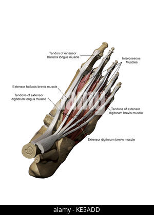 3d-Modell des Fußes mit der Darstellung der Dorsalen oberflächlichen Muskeln und Knochenbau. Stockfoto