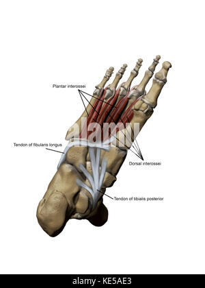 3d-Modell des Fußes Darstellung des plantar tiefen Muskeln und Knochen- strukturen. Stockfoto