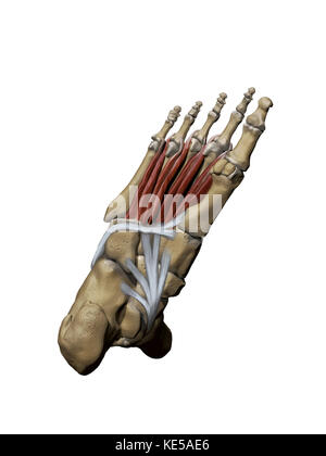 3D-Modell des Fusses zur Darstellung der plantaren tiefen Muskeln und Knochenstrukturen. Stockfoto