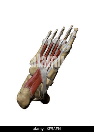 3d-Modell des Fußes Darstellung des plantar zwischen Muskeln und Knochen- strukturen. Stockfoto