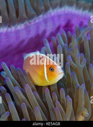 Rosa Anemonenfischen, Yap in Mikronesien. Stockfoto