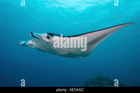 Manta Ray, Yap in Mikronesien. Stockfoto