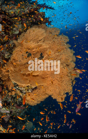 Giant sea Fan, annella Mollis, Marsa Alam, Rotes Meer, Ägypten Stockfoto