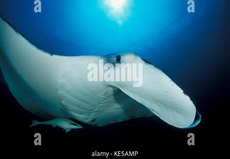 Riesiger ozeanischer Mantarochen (Manta birostris), Nahaufnahme des Gesichtes. Stockfoto