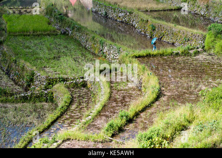 Batad Rice Terraces, Banaue, Ifugao, Philippinen. Stockfoto