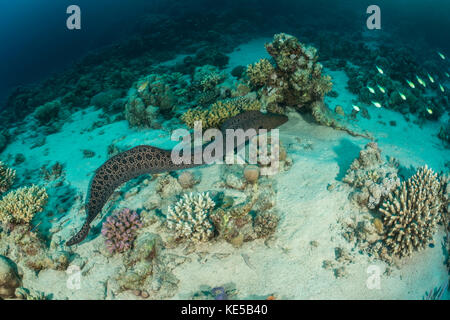 Riesen Muräne Gymnothorax Javanicus, Marsa Alam, Rotes Meer, Ägypten Stockfoto