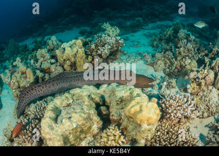 Riesen Muräne Gymnothorax Javanicus, Marsa Alam, Rotes Meer, Ägypten Stockfoto