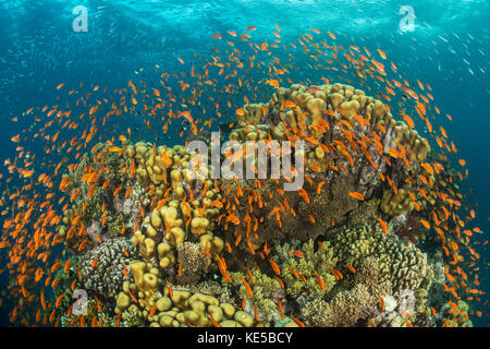 Über Korallenriff lyretail Anthias, pseudanthias squamipinnis, Fury Shoal, Rotes Meer, Ägypten Stockfoto