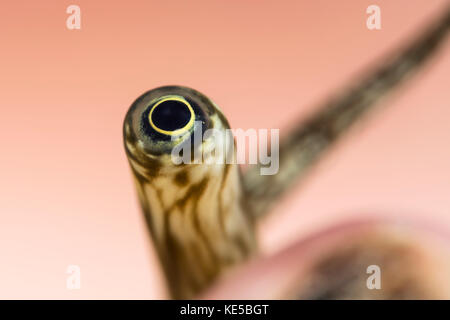 Auge der Riesenspinne Conch, Lambis truncata, Marsa Alam, Rotes Meer, Ägypten Stockfoto