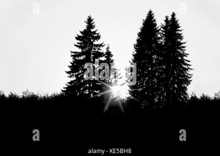 Die letzten Sonnenstrahlen, wenn die Sonne hinter hohen Bäumen im Wald Fichten. schwarz-weiß-Bild. Stockfoto