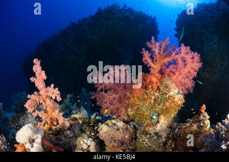 Farbige Weichkorallen, Dendronephthya klunzingeri, Elphinstone Riff, Rotes Meer, Ägypten Stockfoto